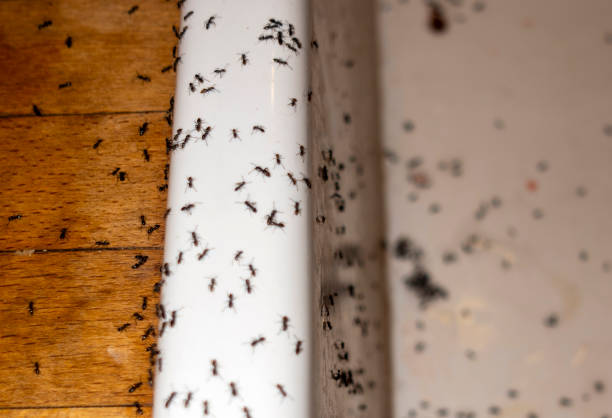 Best Local Pest Control Services  in Wailua, HI