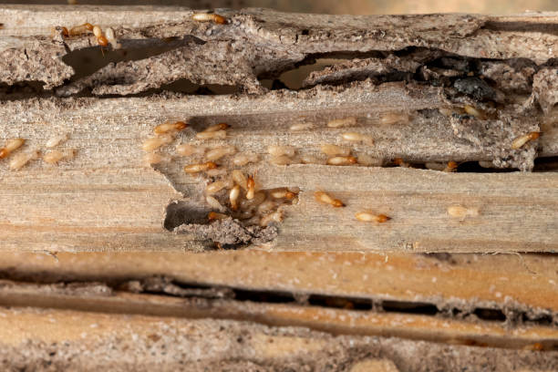 Best Flea Control Services  in Wailua, HI