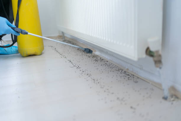 Best Termite Control Services  in Wailua, HI